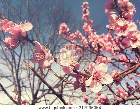 Cherry tree branch bud bud in bloom background as a beautiful spring flower blooming season concept