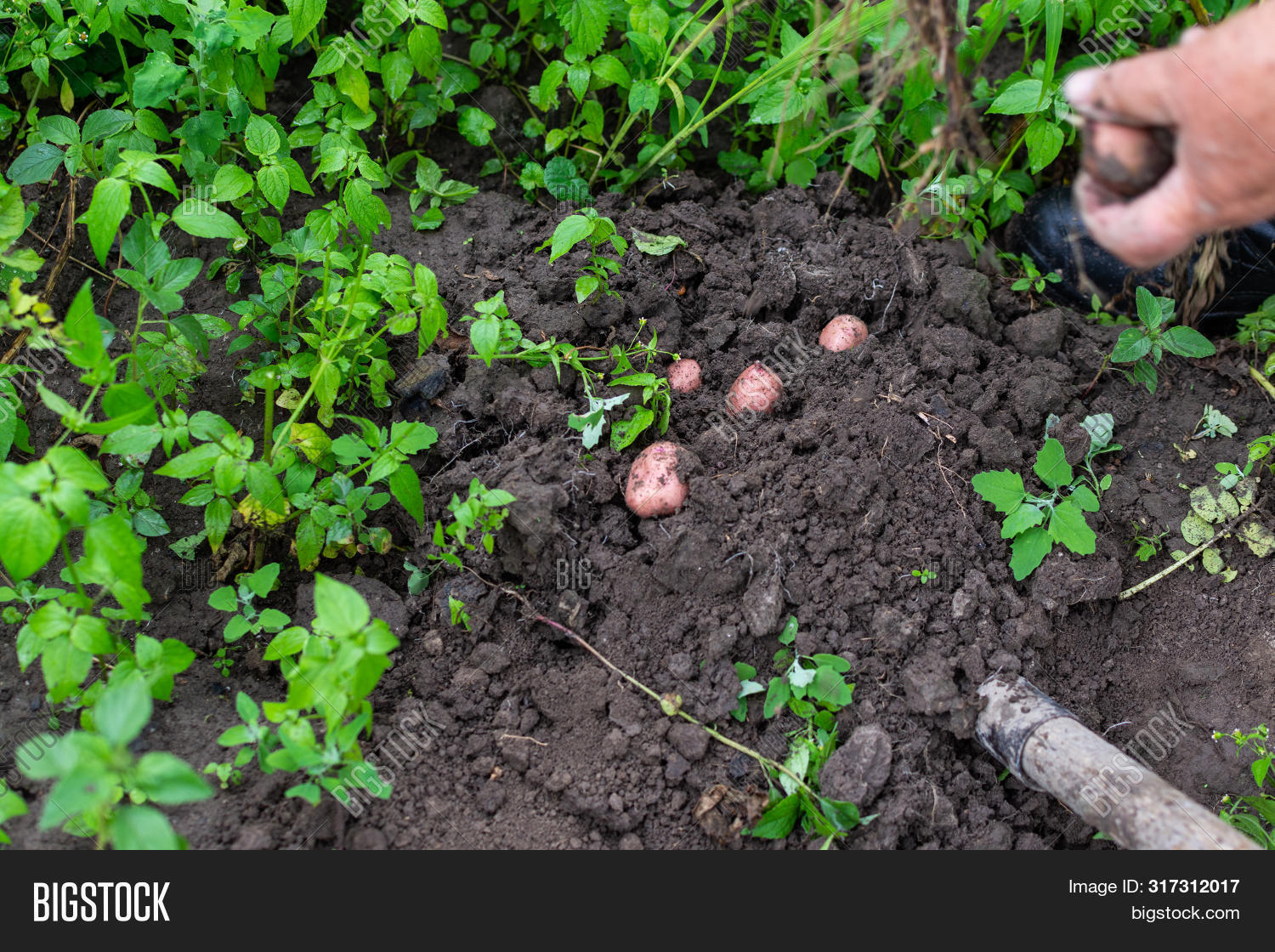 Урожай картофеля. Через сколько после цветения можно копать картошку. Уборка урожая картофеля. Борозда для картофеля. Через сколько после цветения можно копать картошку.