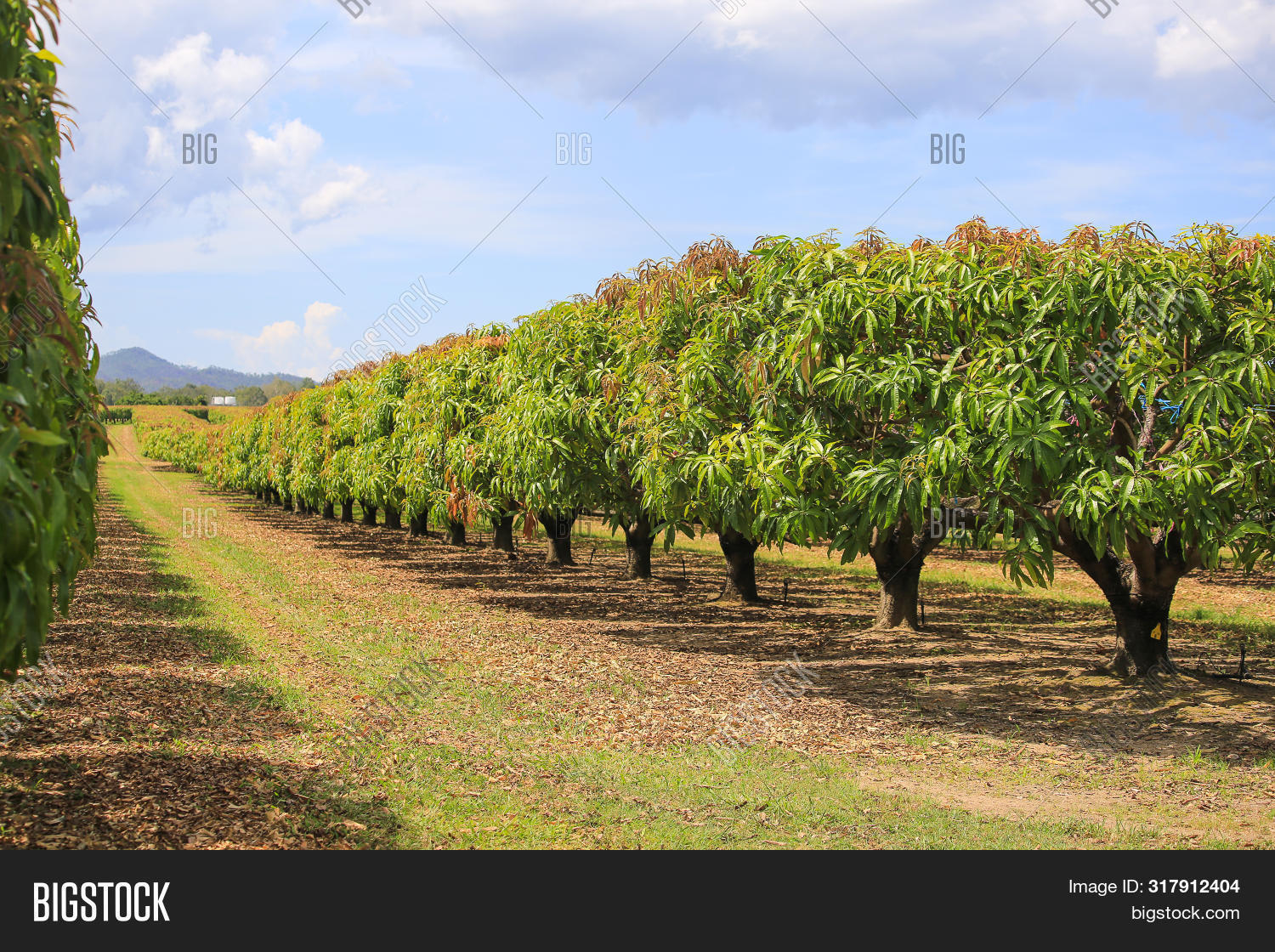 Mango Trees On Farm. Image & Photo (Free Trial) Bigstock