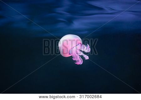 purple jellyfish rhizostoma pulmo underwater