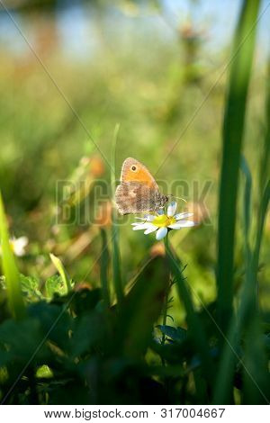 Small Meadow Birds Butterfly (coenonympha Pamphilus) Sit On Bellis Flower