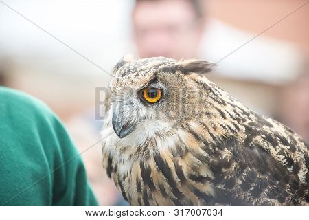 Close-up Portrait Of A Big-eared Owl At The Fair. Close Up.