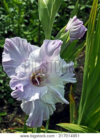Light Lilac Gladiolus In The Garden On A Blurred Natural Background