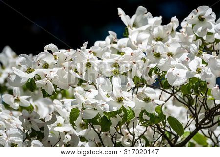 Bright White Blooming Dogwood Flowers. Also Known As Cornus, Lat. Cynoxylon Florida, Britton And Sha
