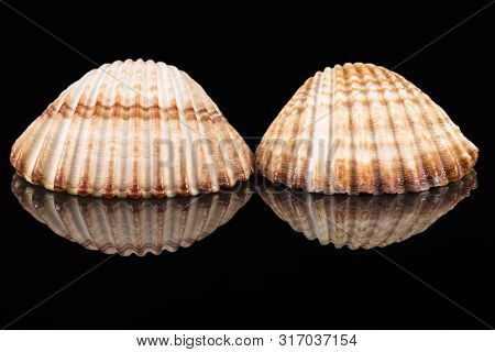 Two Sea Shells Of Bivalvia Isolated On Black Background, Mirror Reflection