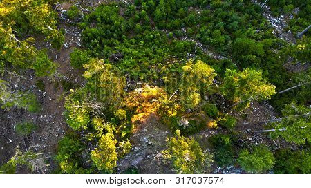 The Birdeye View Of Forest Located On West Bohemia. Hdr Photography