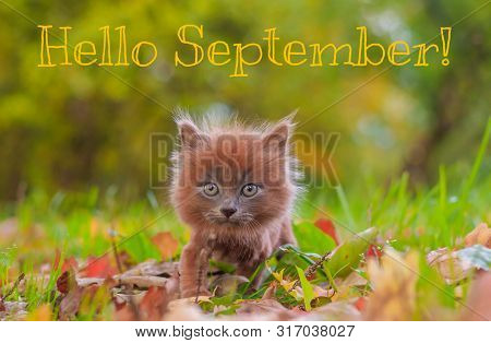 Hello September Banner. New Month. Greeting Card. Golden Autumn. The Text In The Photo. Kitten In Th