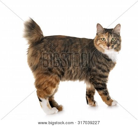 Kurilian Bobtail In Front Of White Background