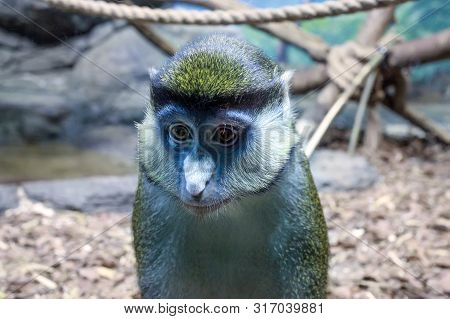 Cercopithecus Ascanius Monkey Or Red Tailed Guenon Monkey. Sad Portrait