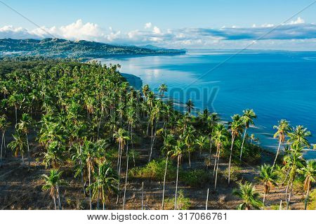 Amazing Tropical Beach With Palm Trees In Philippines