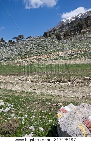 Picturesque Mountain Landscape. Stone Valley. Relict Forest Of Lebanon Cedar. Saddle Between Mountai