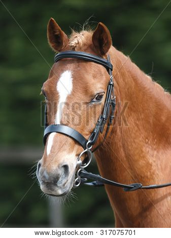 A Head Shot Of A Chestnut Pony In A Snaffle Bridle.