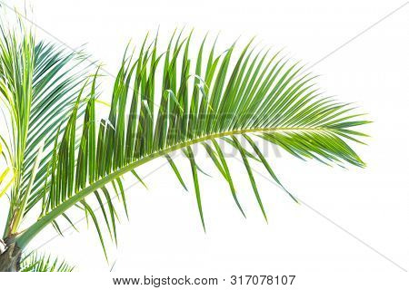 palm tree isolated on white background