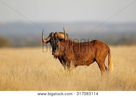 A black wildebeest (Connochaetes gnou) in open grassland, Mokala National Park, South Africa