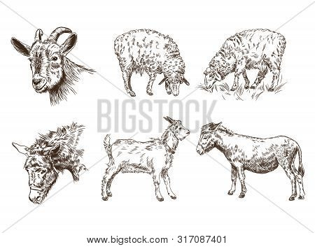 Set Of Images Of Farm Animals. Sheep, Goat, Donkey.