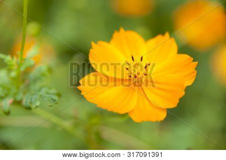 Cosmos sulphureus (sulphur cosmos). Beautiful flower in close-up.