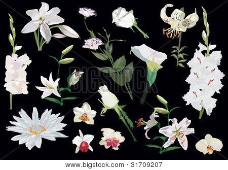 illustratie met lichte bloemen collectie geïsoleerd op zwarte achtergrond
