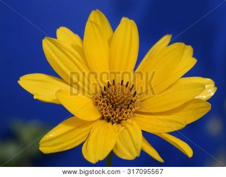 Yellow Daisy Flower (heliopsis) On The Deep Blue Background.