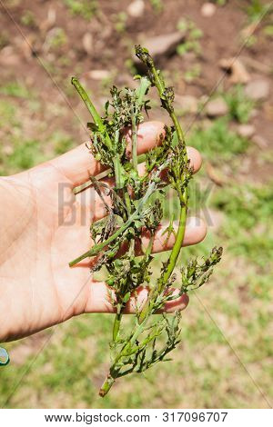 Plant for making herbal soap at Taquile Island at lake Titicaca in Peru
