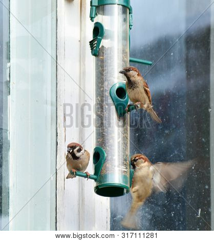 Three Urban Sparrows Eat Sunflower Seeds From A Feeding Trough.