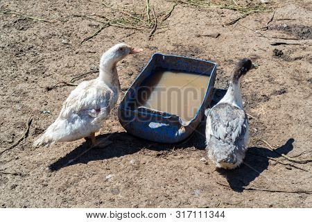 Two Ducks Stand Near Old Trough Full Of Water