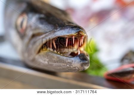 Close Up On Barracuda Teeth. Sea Fresh Fish Barracuda At Street Food Market . Seafood Concept. Raw B