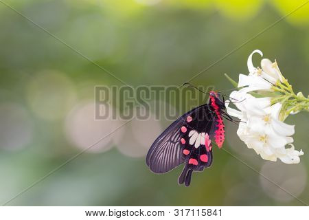 Common Rose Butterfly Hang On White Flower Over Green Background,concept For Natural Background