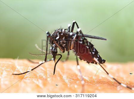 Aedes Albopictus Mosquito. Super Macro Close Up A Mosquito Sucking Human Blood,