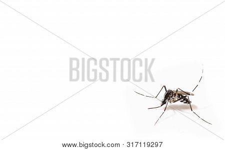 Aedes Albopictus Mosquito Sucking Blood On Skin,macro Close Up Isolate On White Background