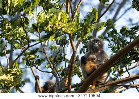 Trachypithecus Obscurus And Its Children With Golden Hairs In Tropical Forests