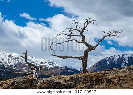 The Famous Burmis Tree In Crowsnest Pass, Alberta, Canada
