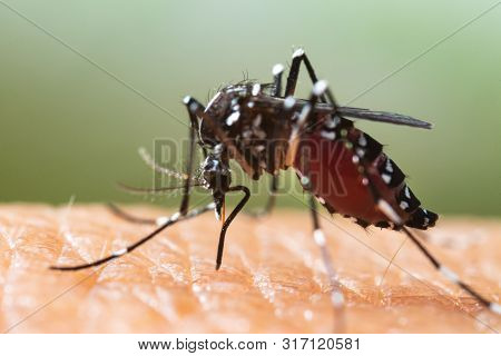 Aedes Albopictus Mosquito. Super Macro Close Up A Mosquito Sucking Human Blood,