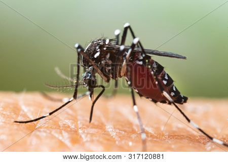 Aedes Albopictus Mosquito. Super Macro Close Up A Mosquito Sucking Human Blood,
