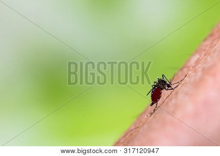 Aedes Aegypti Mosquito. Close Up A Mosquito Sucking Human Blood,