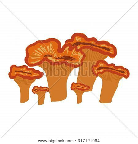 Omphalotus Illudens, Bright Orangee Cup Mushroom On White Background. Flat Cartoon Style. Vector Ill