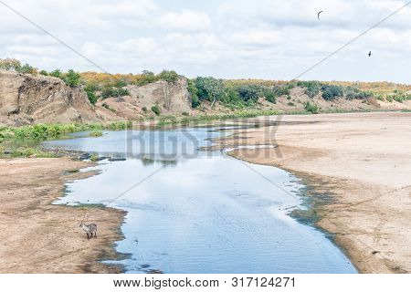 A Waterbuck Bull, Kobus Ellipsiprymnus, Standing Next To Water In The Letaba River