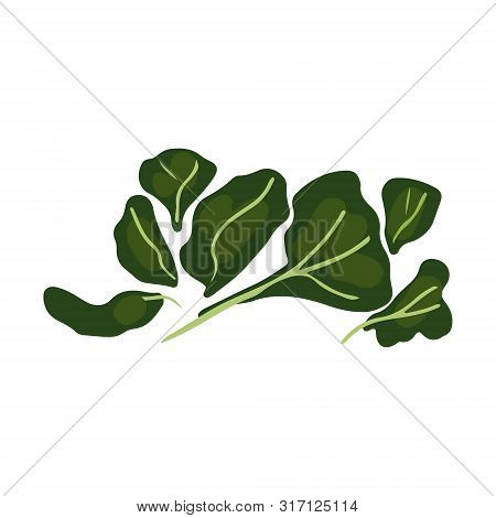 Green Leavess Salad Illustration Isolated On White Background. Flat Cartoon Style. Vector Illustrati