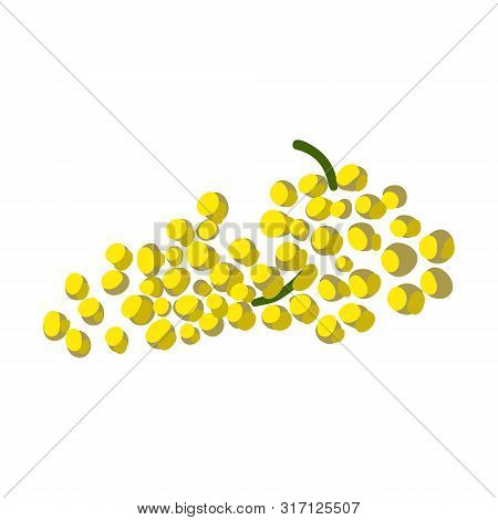 White Grapes Illustration Isolated On White Background. Flat Cartoon Style. Vector Illustration.