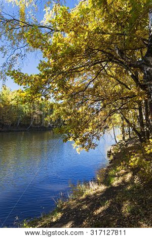 Trees With Bright Yellow Fall Foliage On The Shore Of The Pond. Sunny Day In October. Landscape Rese