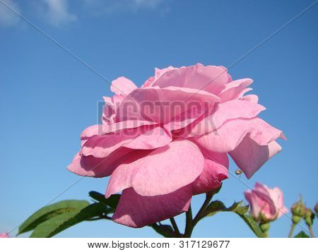 Teahouse Roses. Beautiful Flowers Of Teahouse Roses In A Garden Bed