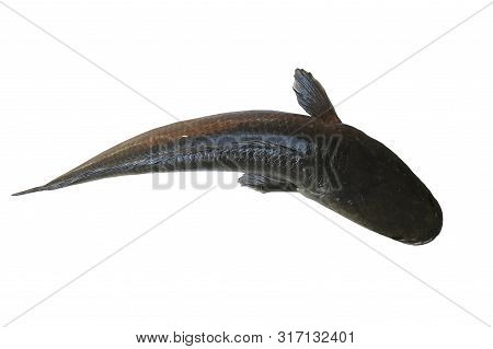 Striped Snakehead Fish Isolated On White Background, Close Up Of Striped Snakehead Fish