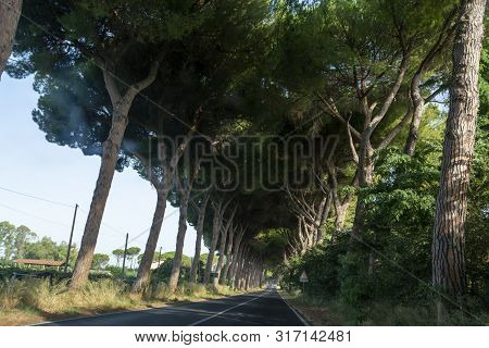 Scenic Driving On New Via Appia Road S7 With High Green  Mediterranean Pine Trees Connected Rome, La