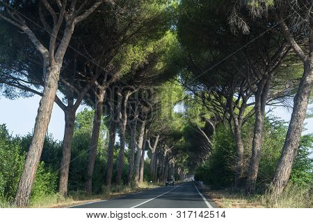 Scenic Driving On New Via Appia Road S7 With High Green  Mediterranean Pine Trees Connected Rome, La