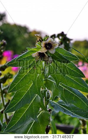 Henbane Black ( Lat. Hyoscýamus Níger) Poisonous Plant.