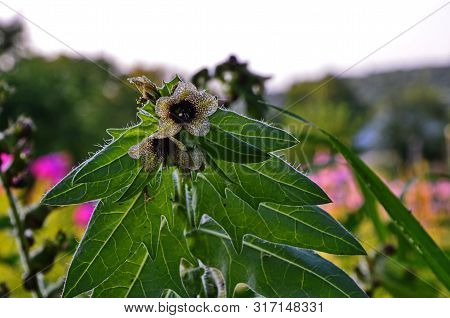 Henbane Black ( Lat. Hyoscýamus Níger) Poisonous Plant.