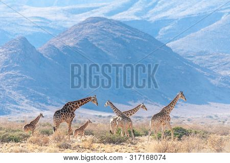 A Group Of Giraffes Grazing In The Desert Of Central Namibia. Hardap Region Namibia.