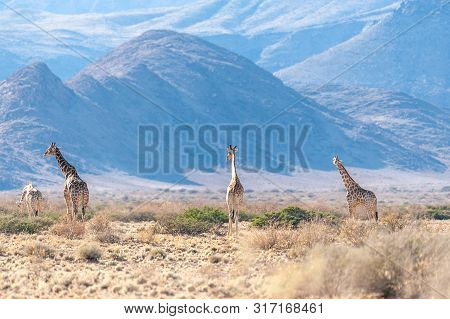 A Group Of Giraffes Grazing In The Desert Of Central Namibia. Hardap Region Namibia.