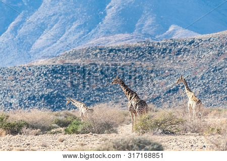 A Group Of Giraffes Grazing In The Desert Of Central Namibia. Hardap Region Namibia.