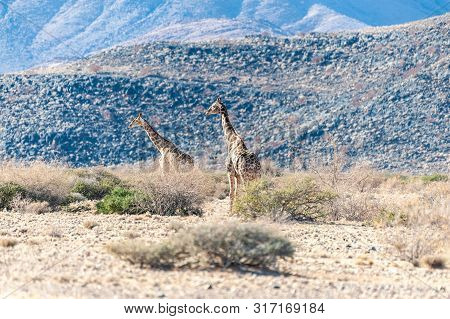 A Group Of Giraffes Grazing In The Desert Of Central Namibia. Hardap Region Namibia.