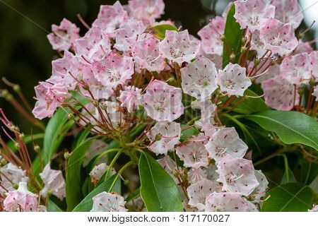 Mountain Laurel (kalmia Latifolia)